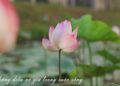 SỨC SỐNG NHẬT TẠI THE ORIGAMI - CHỐN AN NHIÊN TẠI VINHOMES GRAND PARK